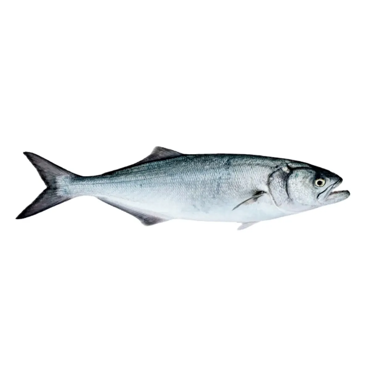 Poisson Serre - Serra