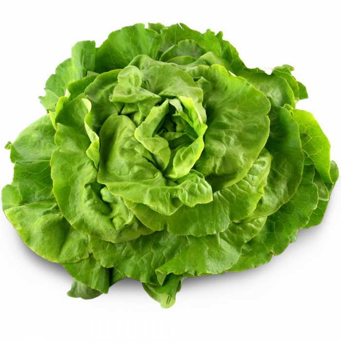 Salade laitue
