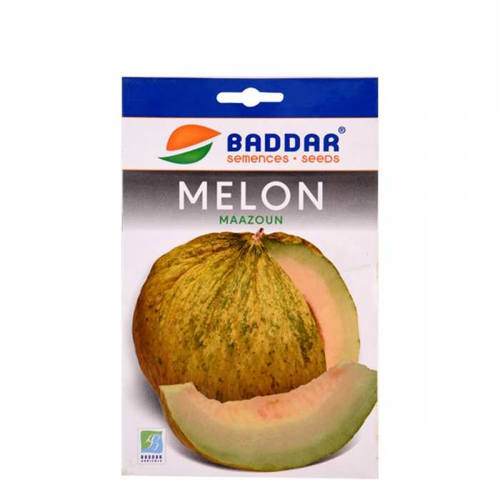 Semence de melon Maazoun